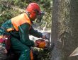 Arborist for Tree Pruning