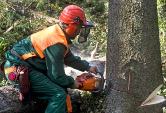 Arborist for Tree Pruning