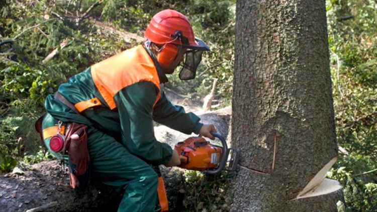 Arborist for Tree Pruning